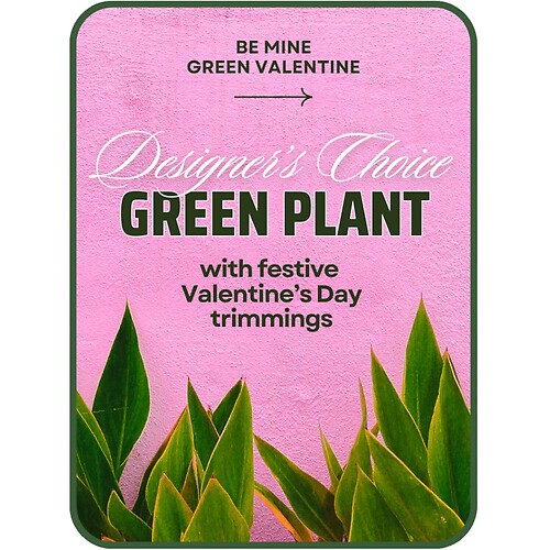 Designer&#039;s Choice Valentine&#039;s Day Green Plant
