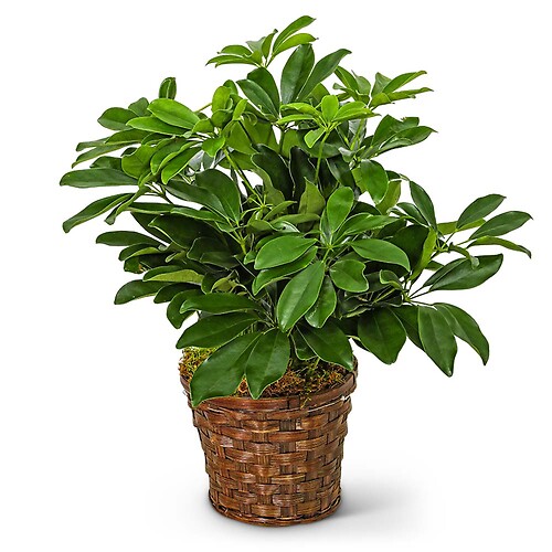 Miniature Schefflera Plant
