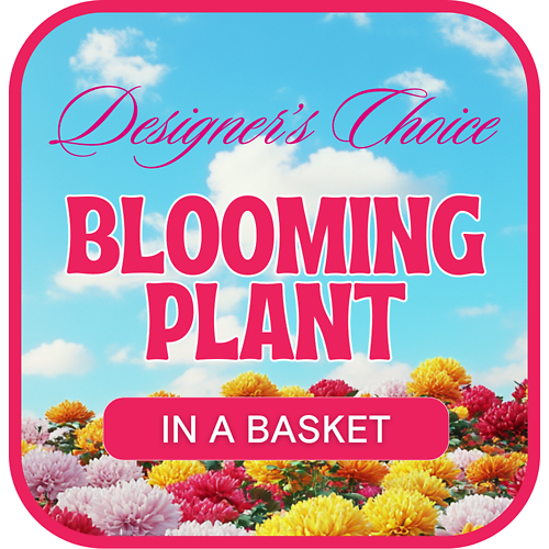 Designer&#039;s Choice Blooming Plant