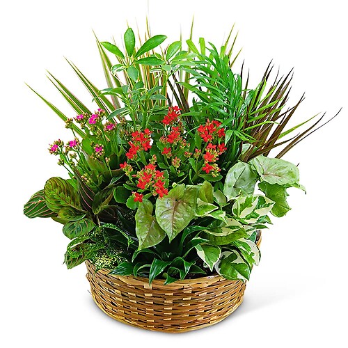 Sympathy Plants