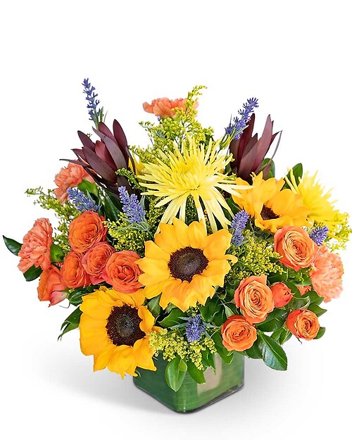Splendid Abundance