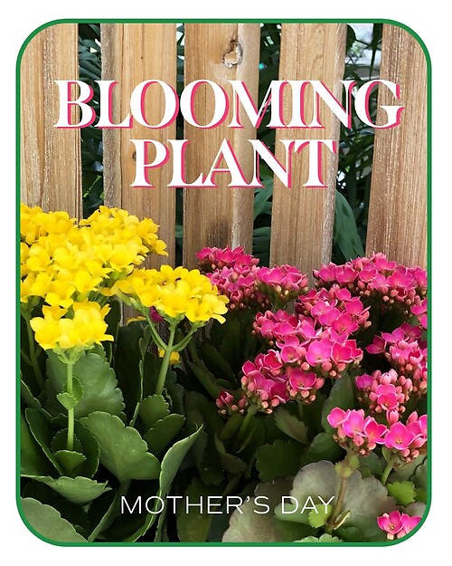 Mother&#039;s Day Blooming Plant