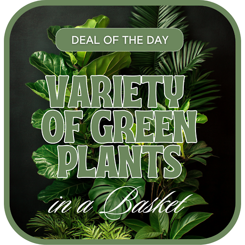 Designer&#039;s Choice - Variety of Green Plants
